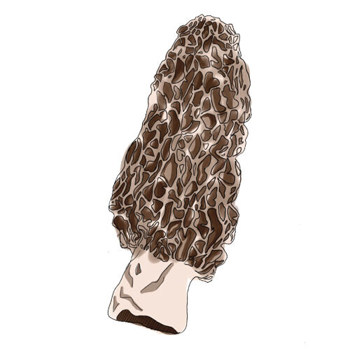 Crash Course Mushrooms Morel